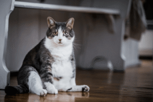 Tabby Cat Weight Chart: Is Your Cat at a Healthy Weight?