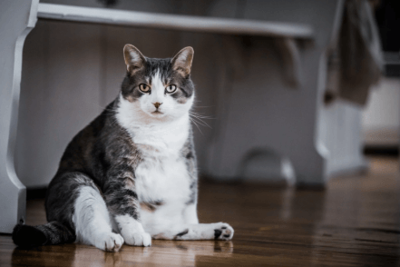 Tabby Cat Weight Chart: Is Your Cat at a Healthy Weight?