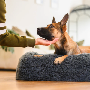 The Ultimate Guide to Choosing a Chew Proof Dog Bed for Your Pet