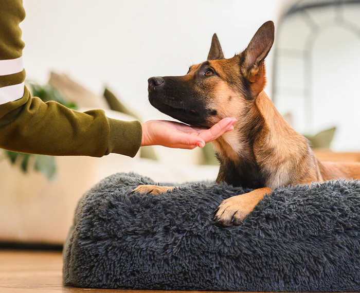 The Ultimate Guide to Choosing a Chew Proof Dog Bed for Your Pet